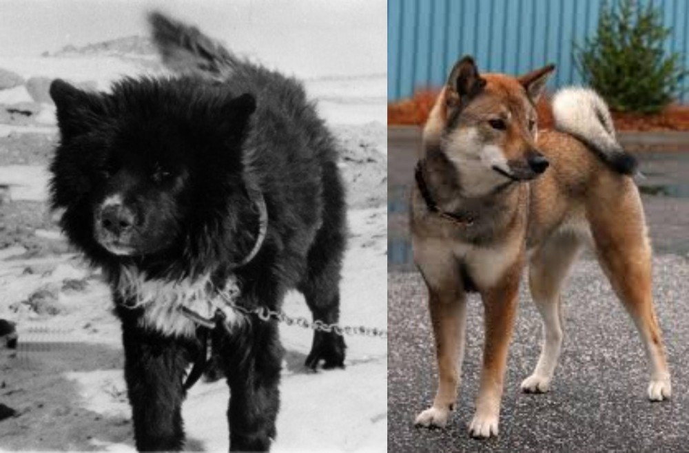 Shikoku vs Sakhalin Husky - Breed Comparison