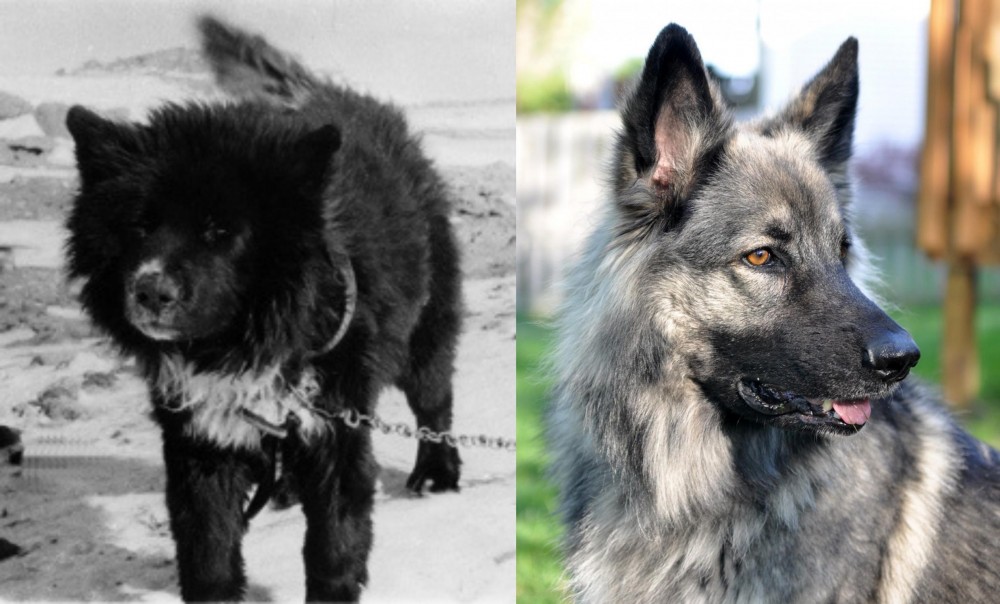 Shiloh Shepherd vs Sakhalin Husky - Breed Comparison