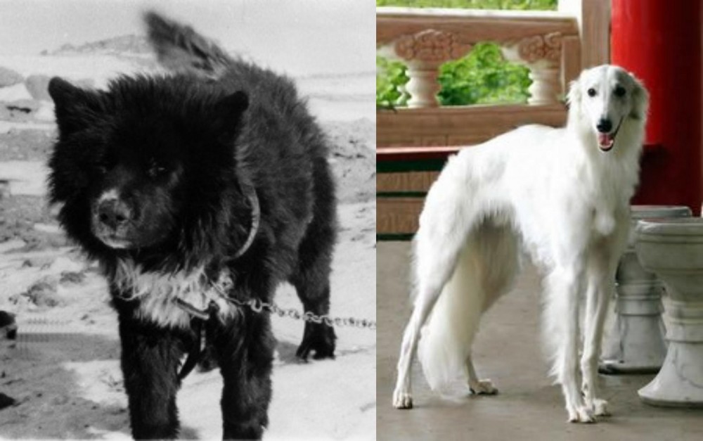 Silken Windhound vs Sakhalin Husky - Breed Comparison