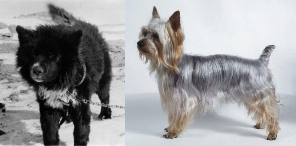 Silky Terrier vs Sakhalin Husky - Breed Comparison