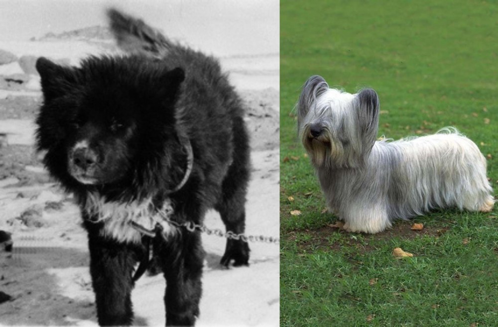 Skye Terrier vs Sakhalin Husky - Breed Comparison