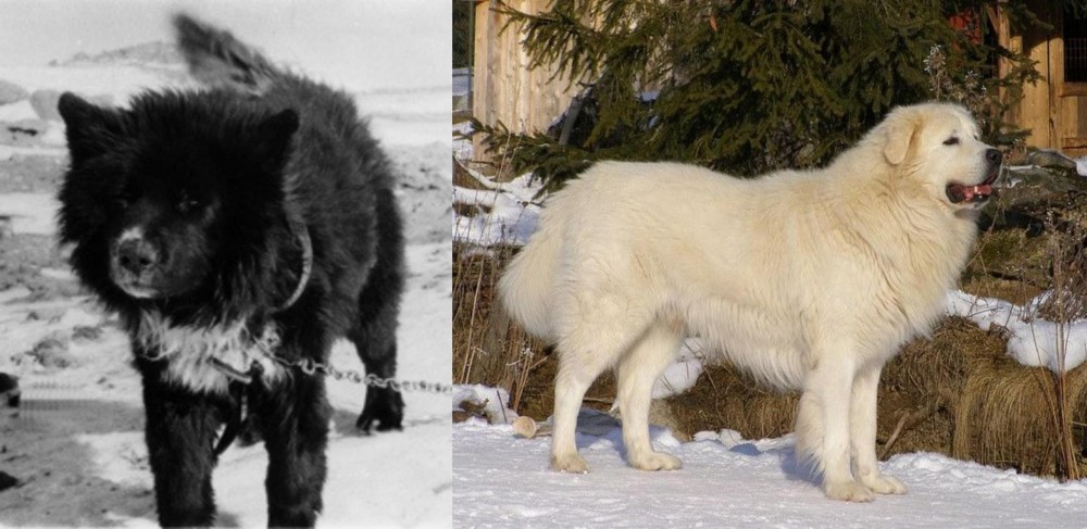 Slovak Cuvac vs Sakhalin Husky - Breed Comparison