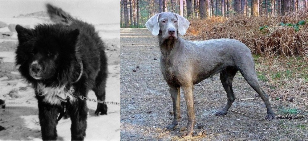 Slovensky Hrubosrsty Stavac vs Sakhalin Husky - Breed Comparison