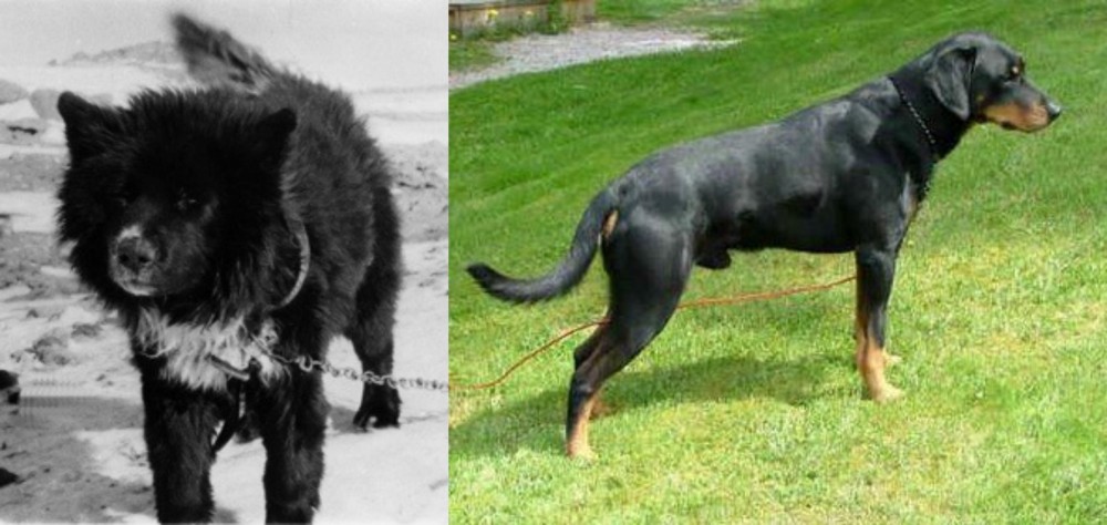 Smalandsstovare vs Sakhalin Husky - Breed Comparison