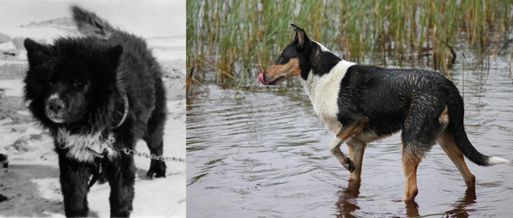 Smooth Collie vs Sakhalin Husky - Breed Comparison