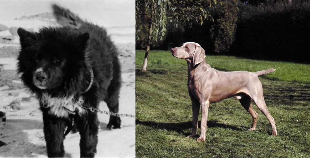Smooth Haired Weimaraner vs Sakhalin Husky - Breed Comparison