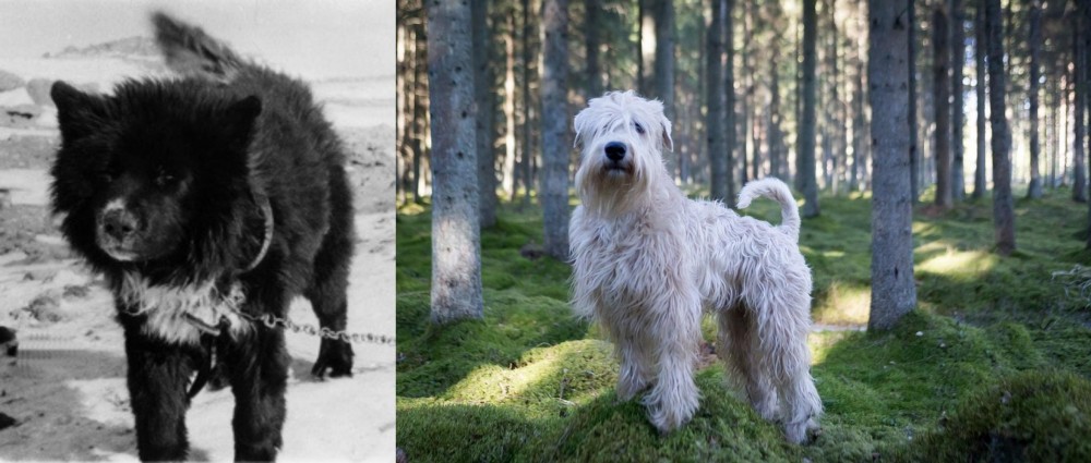 Soft-Coated Wheaten Terrier vs Sakhalin Husky - Breed Comparison