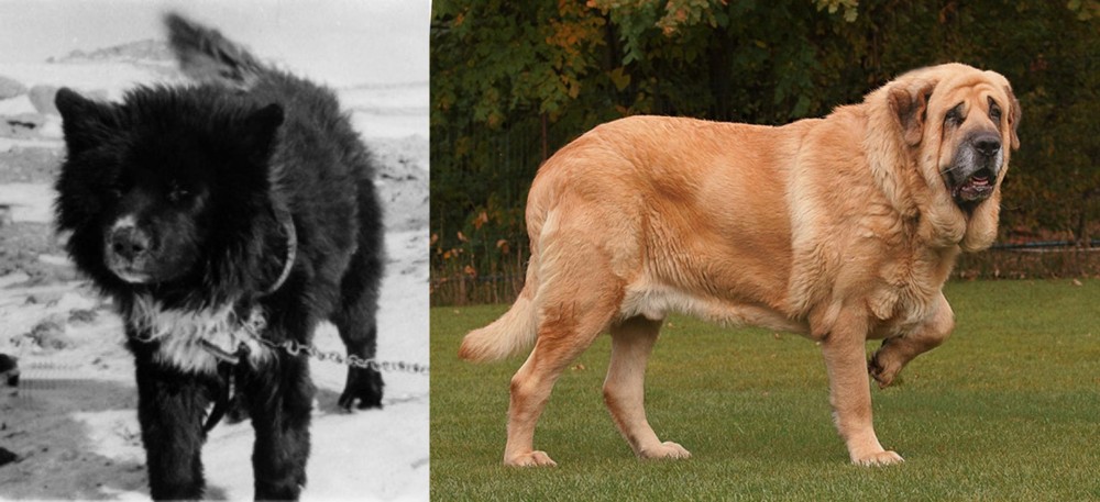 Spanish Mastiff vs Sakhalin Husky - Breed Comparison
