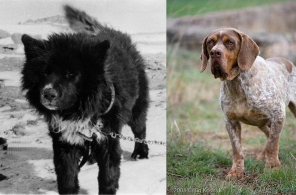 Spanish Pointer vs Sakhalin Husky - Breed Comparison