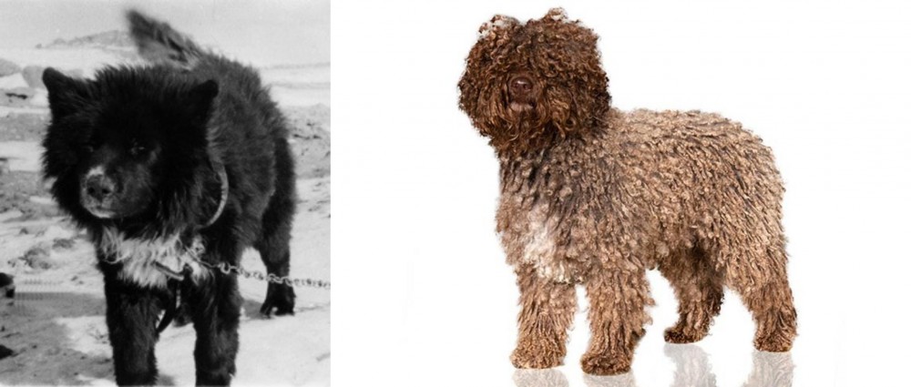 Spanish Water Dog vs Sakhalin Husky - Breed Comparison
