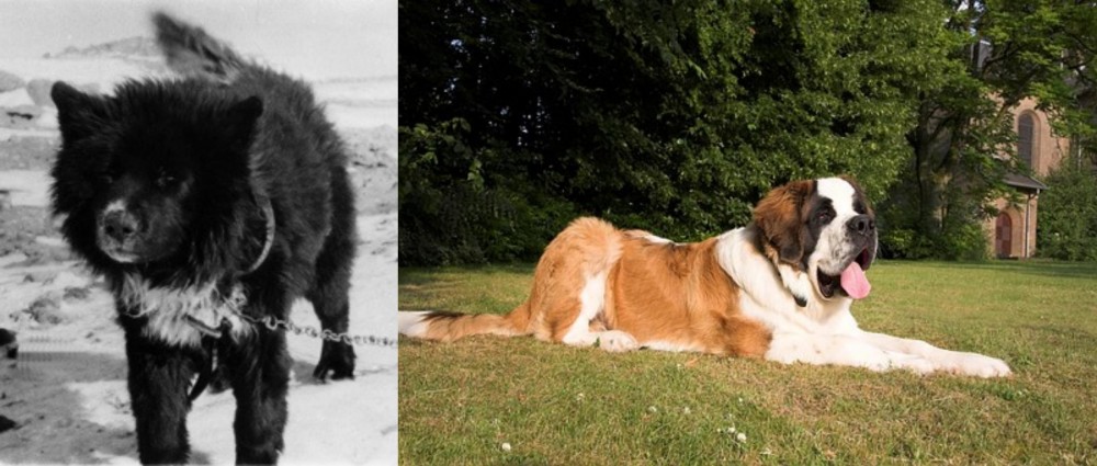 St. Bernard vs Sakhalin Husky - Breed Comparison