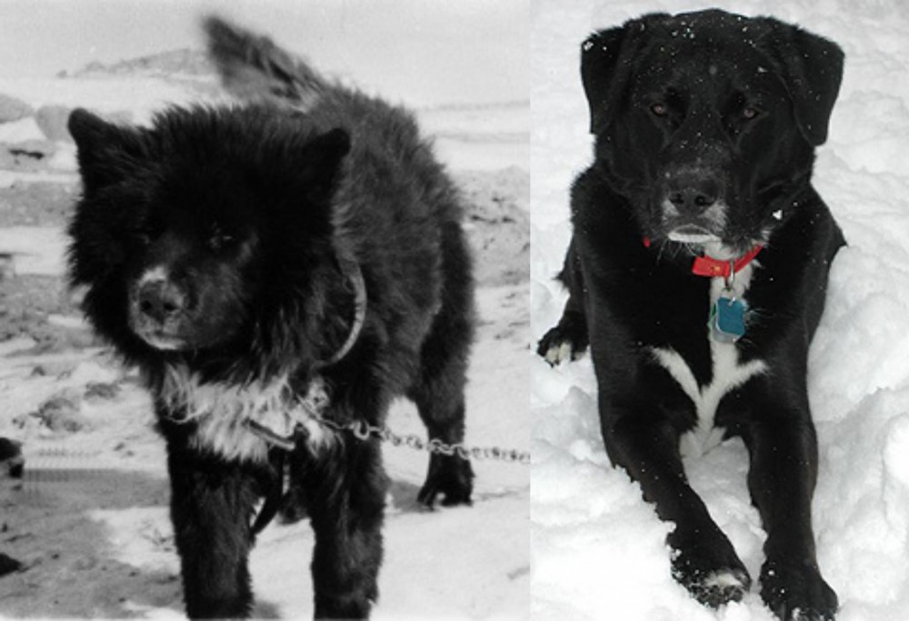 St. John's Water Dog vs Sakhalin Husky - Breed Comparison