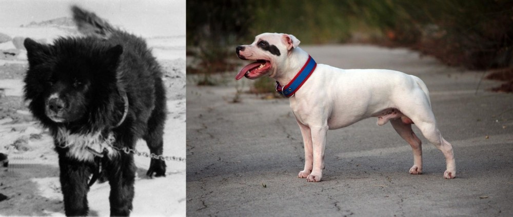Staffordshire Bull Terrier vs Sakhalin Husky - Breed Comparison