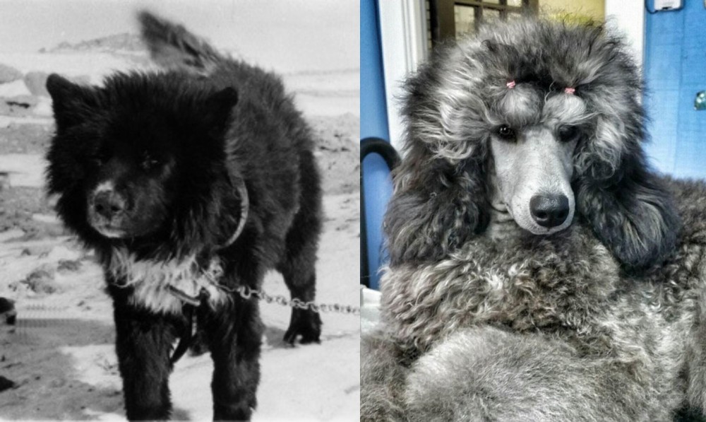 Standard Poodle vs Sakhalin Husky - Breed Comparison