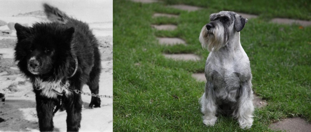 Standard Schnauzer vs Sakhalin Husky - Breed Comparison