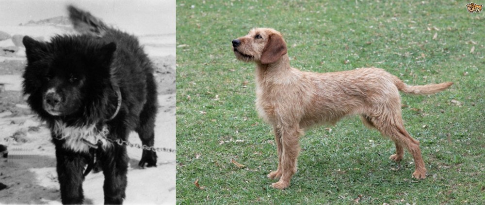 Styrian Coarse Haired Hound vs Sakhalin Husky - Breed Comparison