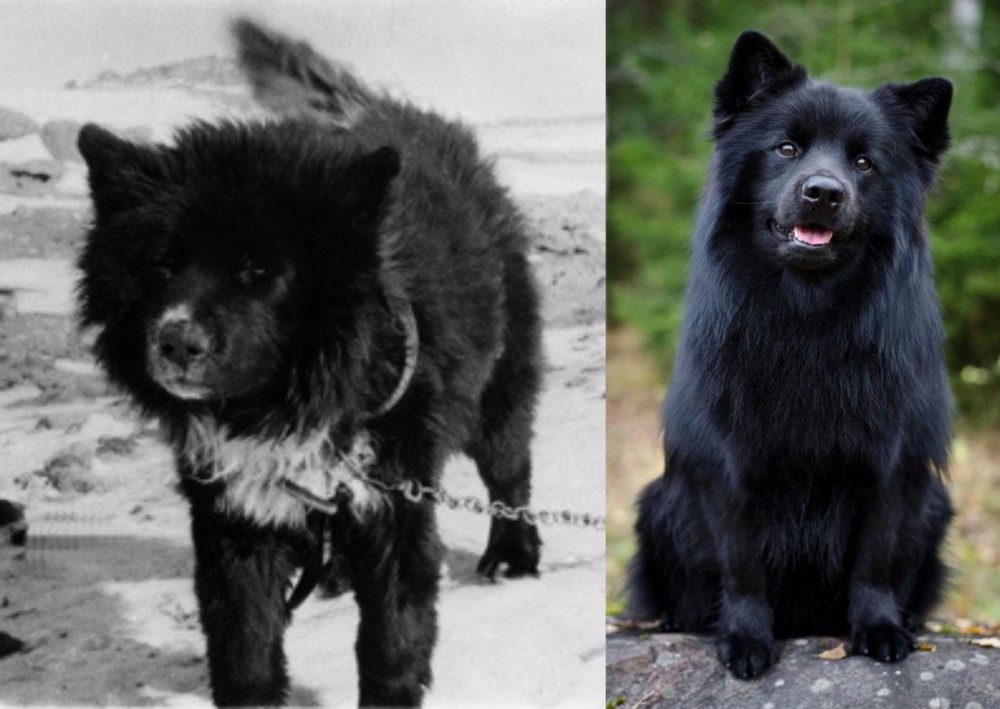 Swedish Lapphund vs Sakhalin Husky - Breed Comparison