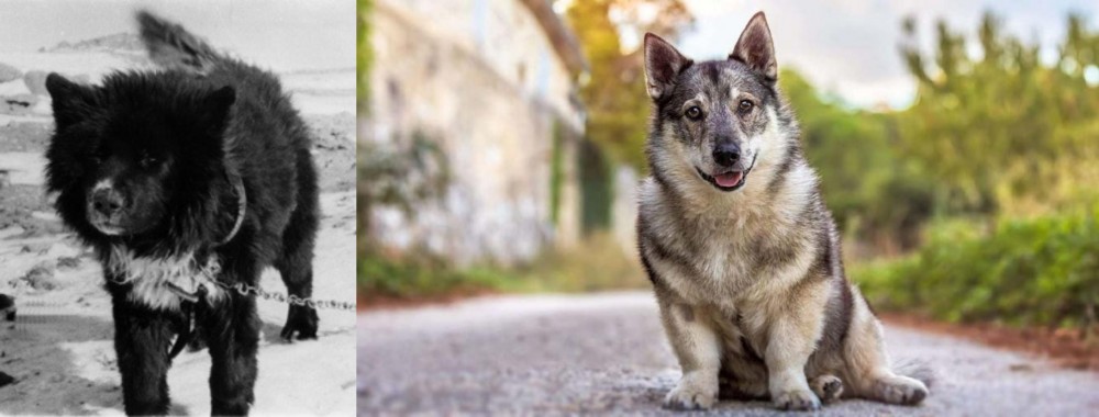 Swedish Vallhund vs Sakhalin Husky - Breed Comparison