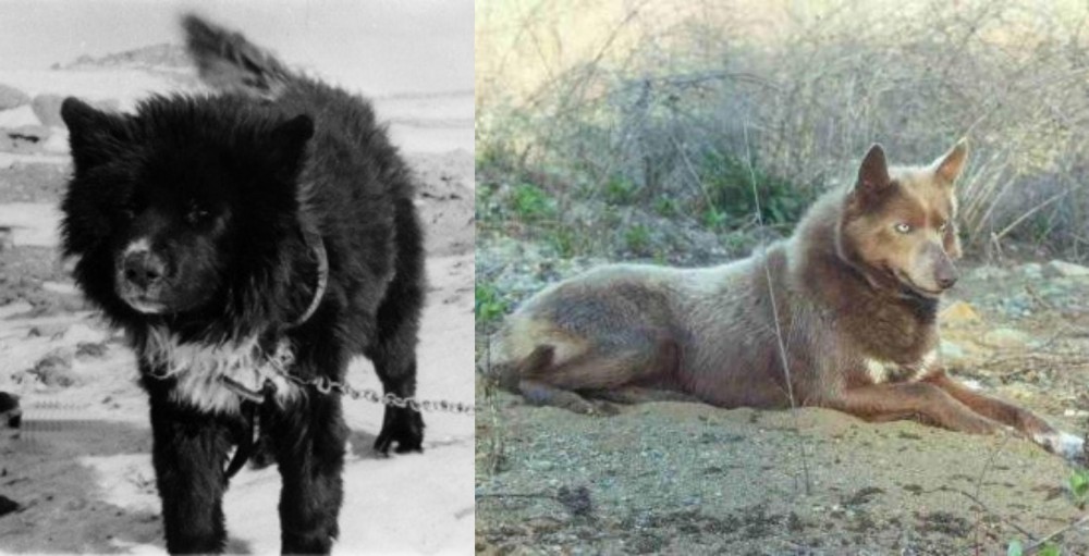 Tahltan Bear Dog vs Sakhalin Husky - Breed Comparison