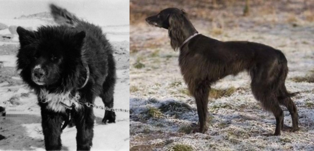 Taigan vs Sakhalin Husky - Breed Comparison