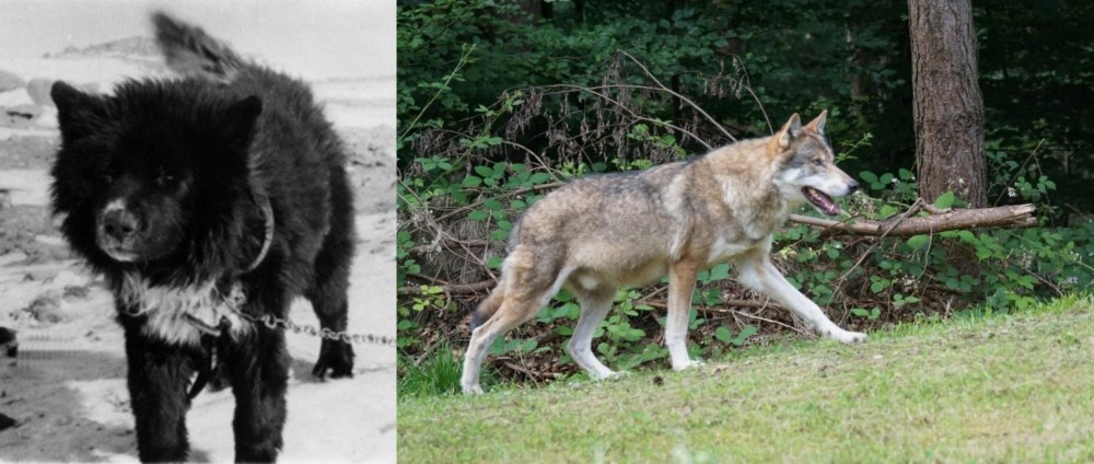 Tamaskan vs Sakhalin Husky - Breed Comparison