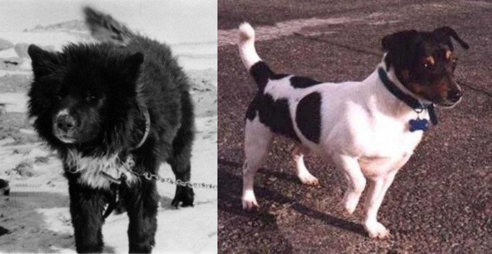 Teddy Roosevelt Terrier vs Sakhalin Husky - Breed Comparison