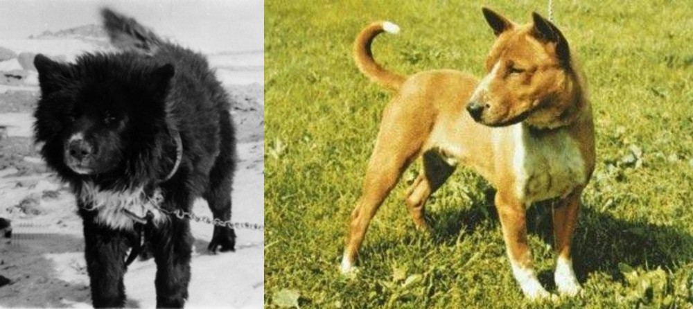 Telomian vs Sakhalin Husky - Breed Comparison