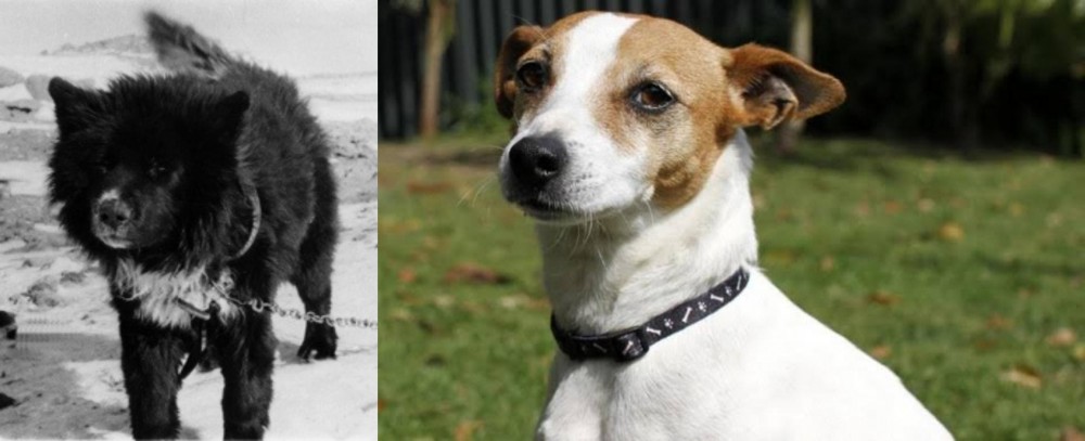 Tenterfield Terrier vs Sakhalin Husky - Breed Comparison