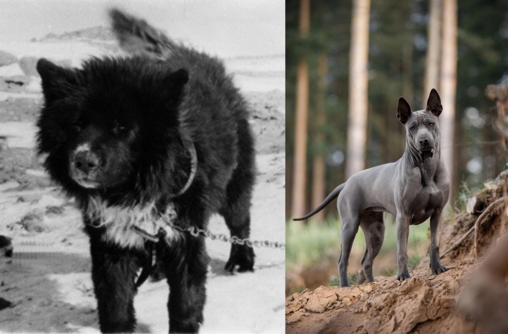 Thai Ridgeback vs Sakhalin Husky - Breed Comparison