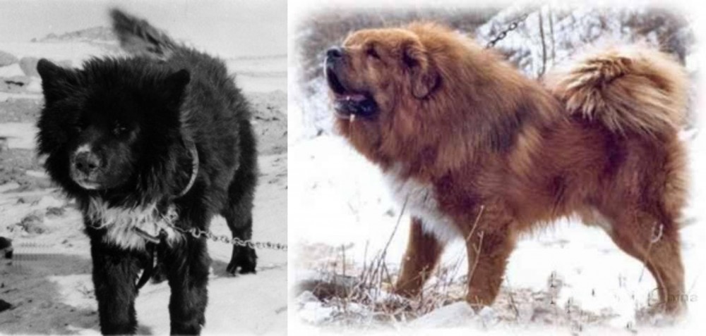 Tibetan Kyi Apso vs Sakhalin Husky - Breed Comparison