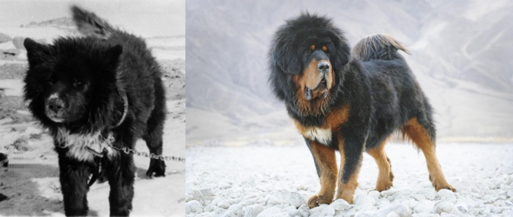 Tibetan Mastiff vs Sakhalin Husky - Breed Comparison