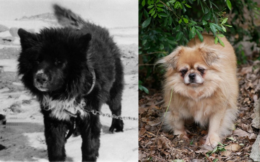 Tibetan Spaniel vs Sakhalin Husky - Breed Comparison