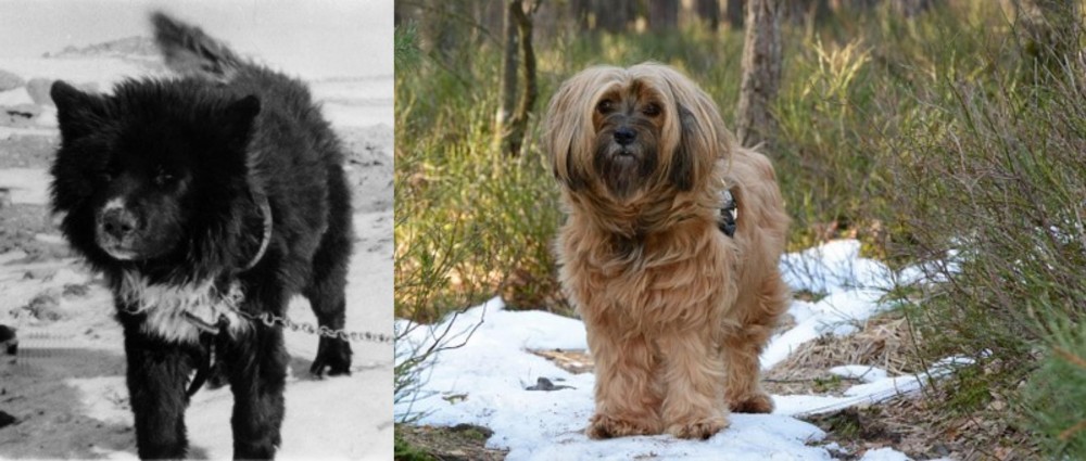 Tibetan Terrier vs Sakhalin Husky - Breed Comparison