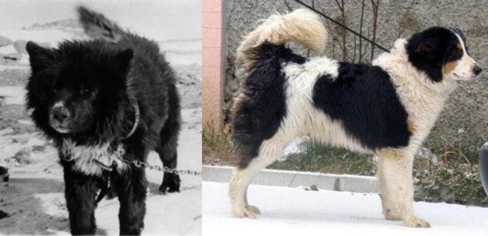 Tornjak vs Sakhalin Husky - Breed Comparison