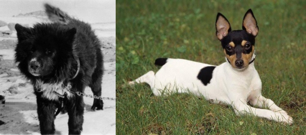 Toy Fox Terrier vs Sakhalin Husky - Breed Comparison