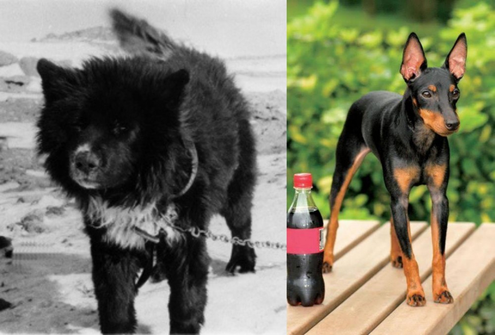 Toy Manchester Terrier vs Sakhalin Husky - Breed Comparison