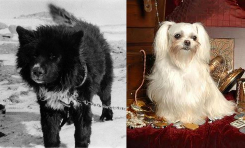 Toy Mi-Ki vs Sakhalin Husky - Breed Comparison