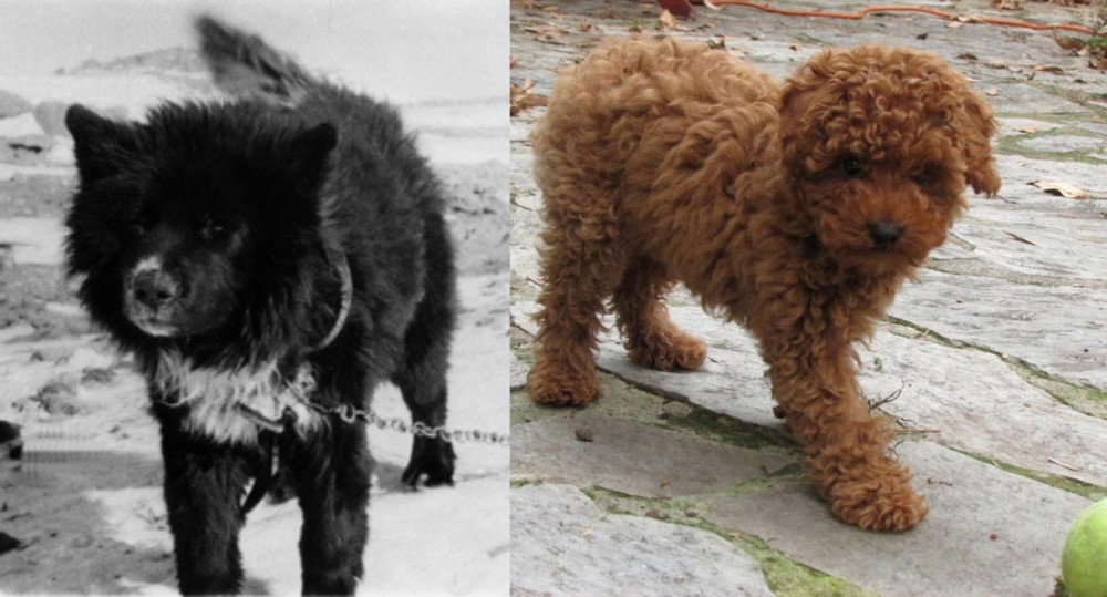 Toy Poodle vs Sakhalin Husky - Breed Comparison