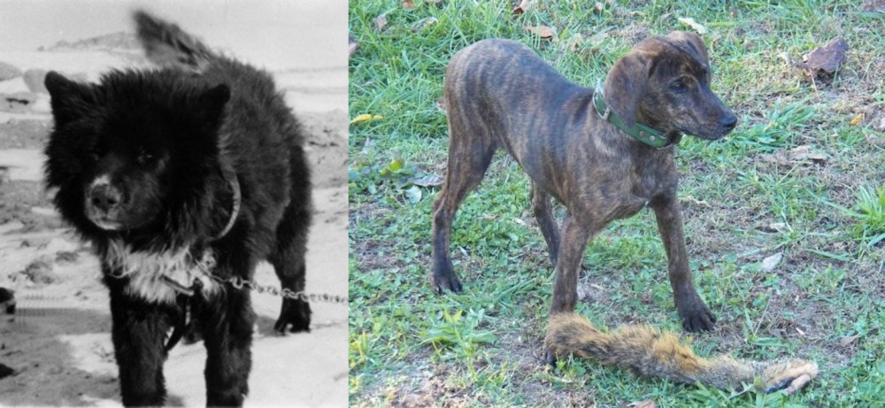 Treeing Cur vs Sakhalin Husky - Breed Comparison