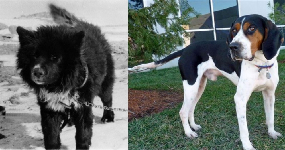 Treeing Walker Coonhound vs Sakhalin Husky - Breed Comparison