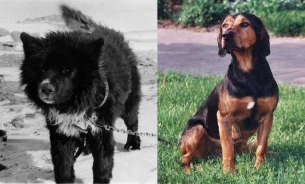 Tyrolean Hound vs Sakhalin Husky - Breed Comparison