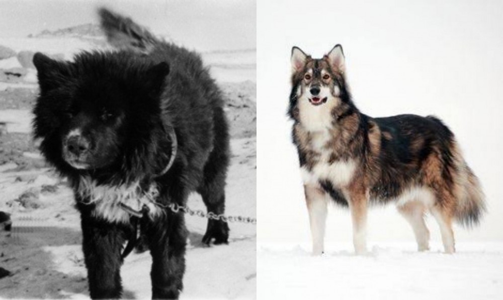 Utonagan vs Sakhalin Husky - Breed Comparison