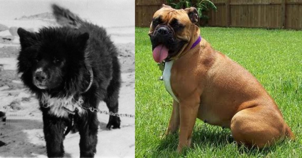 Valley Bulldog vs Sakhalin Husky - Breed Comparison
