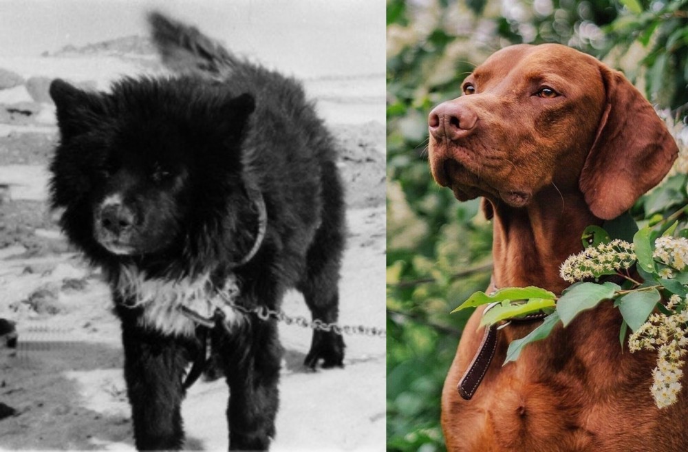 Vizsla vs Sakhalin Husky - Breed Comparison