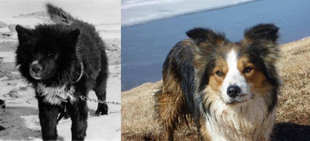 Welsh Sheepdog vs Sakhalin Husky - Breed Comparison