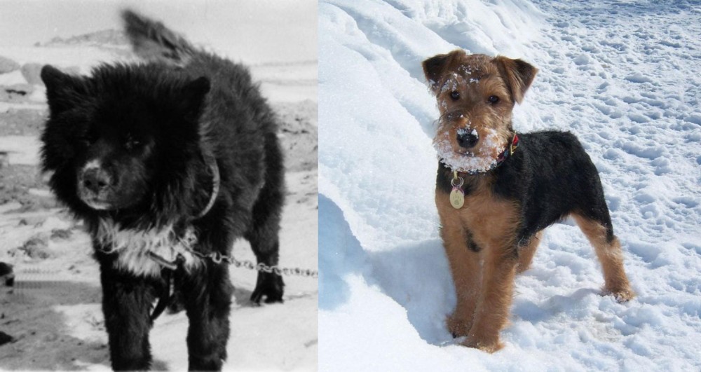 Welsh Terrier vs Sakhalin Husky - Breed Comparison