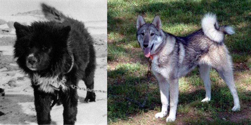 West Siberian Laika vs Sakhalin Husky - Breed Comparison