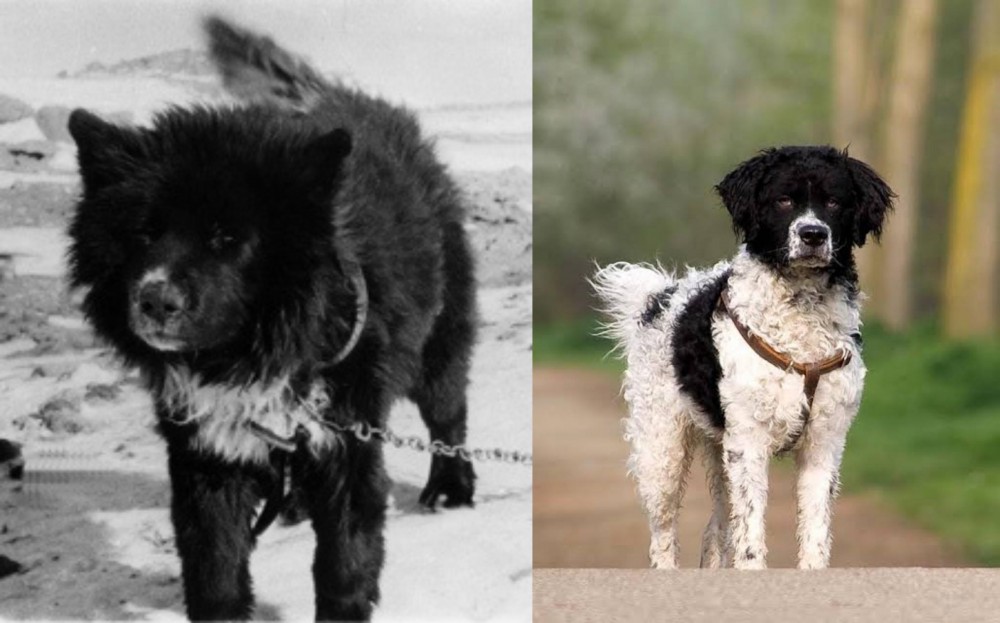 Wetterhoun vs Sakhalin Husky - Breed Comparison