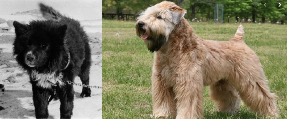 Wheaten Terrier vs Sakhalin Husky - Breed Comparison