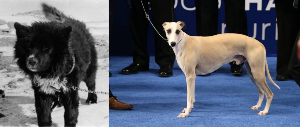 Whippet vs Sakhalin Husky - Breed Comparison